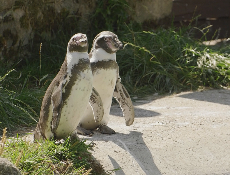 Bridlington Animal Park